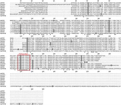 S-Nitrosation of Arabidopsis thaliana Protein Tyrosine Phosphatase 1 Prevents Its Irreversible Oxidation by Hydrogen Peroxide